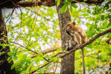 A small brown and furry wild monkey is sitting and eating food on the tree in the nature tropical forest.