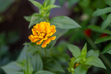 Gelbe Blume in Bauerngarten mit Copy Space