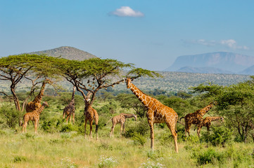 Flocks of giraffes in the savannah of Samburu