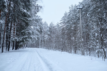 Winter wood in the evening