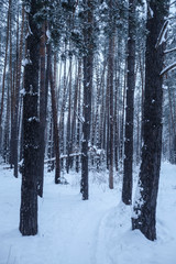 Fototapeta premium Winter wood in the evening