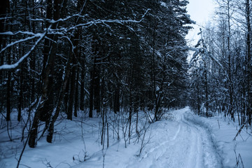 Winter wood in the evening