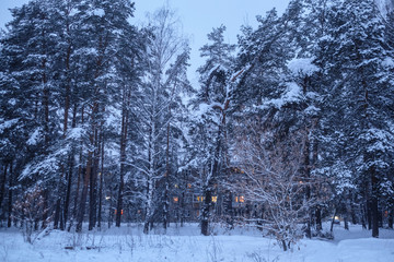 Winter wood in the evening