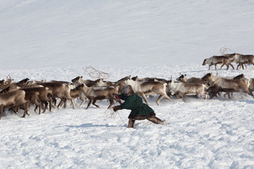 Obraz premium Nenets reindeermans catches reindeers on a sunny winter day