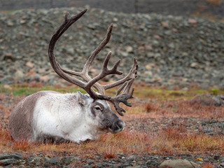 Wild reindeer in his natural habitat in the tundra of Svalbard, Norway, Arctic