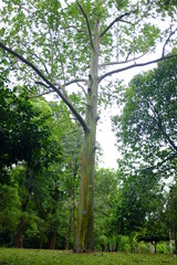 trees in the forest