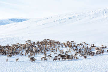 large herd of reindeers in winter, Yamal, Russia