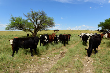 Steers fed with natural grass, Pampas, Argentina