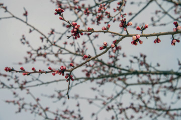 Первые цветы на абрикосе