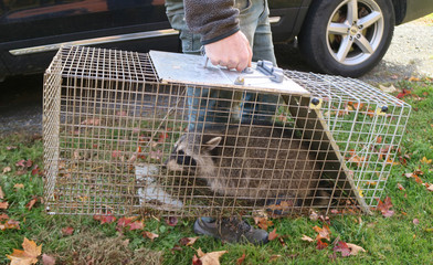 A raccoon caught in a cage in a garden and ready to be re-released into the wild