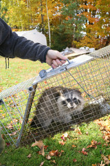 A raccoon caught in a cage in a garden and ready to be re-released into the wild © Colin