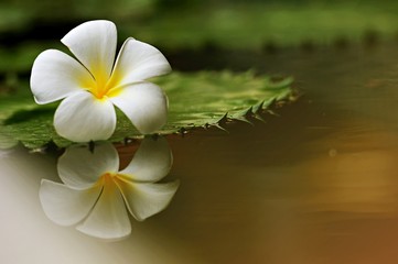 Beautiful Plumeria white color with reflection in water, flower on dropped on the ground, with copy space for text to create postcard.