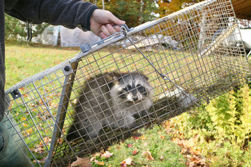 A raccoon caught in a cage in a garden and ready to be re-released into the wild © Colin