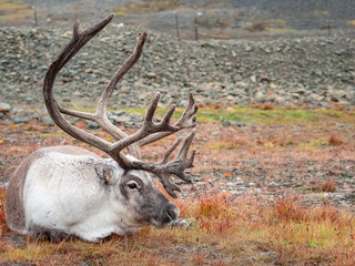 Wild reindeer in his natural habitat in the tundra of Svalbard, Norway, Arctic
