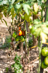 Organic tomato plant in garden