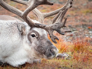 Wild reindeer in his natural habitat in the tundra of Svalbard, Norway, Arctic