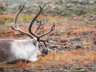 Wild reindeer in his natural habitat in the tundra of Svalbard, Norway, Arctic