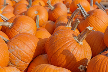 A trailer full of pumpkins in Quebec