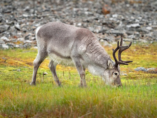 Wild young reindeer in his natural habitat in the tundra of Svalbard, Norway, Arctic
