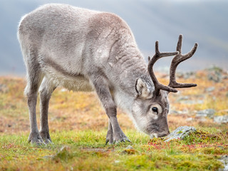 Wild young reindeer in his natural habitat in the tundra of Svalbard, Norway, Arctic
