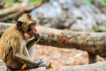 A small brown and furry monkey is sitting and eating food in the tropical forest.