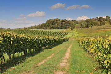Fototapeta na wymiar Grape vines on hillside, near Pienza, Tuscany, Italy, Europe.