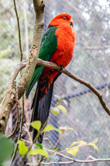 Papagaio vermelho