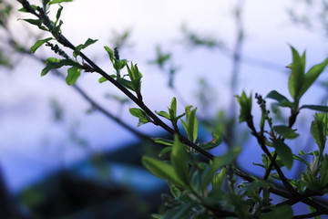 First green leaves. Spring time. 