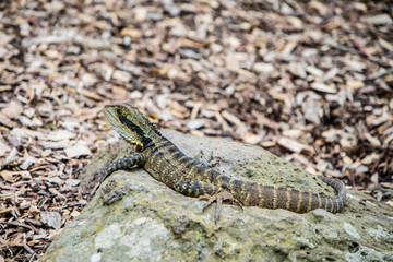 Lagarto