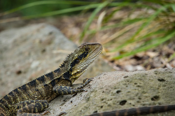 Lagarto