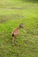 Obraz na płótnie Canvas Deer on grass