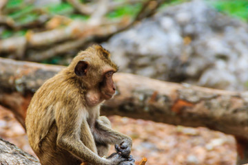 A small brown and furry monkey is sitting and eating food in the tropical forest.