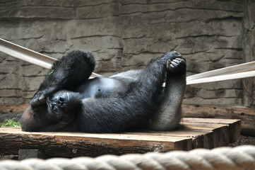 goryl © PAWEL