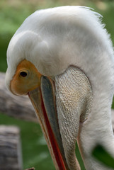 Great white pelican