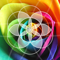 Amazing rainbow rose flower as background