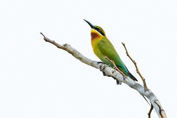 Blue-tailed bee-eater isolated perching on a perch with white background