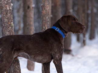 The dark brown German Shorthaired Pointer is in a winter forest. One male hunting dog with blue collar is outdoors.