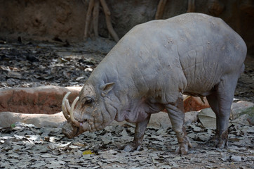 Babirussa, an endemic species of wild boar in Sulawesi