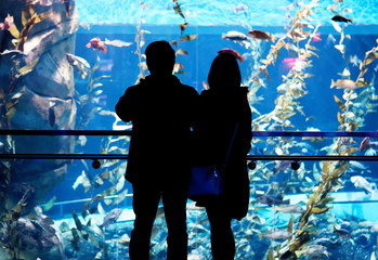 People looking into the Pacific Kelp tank inside Ripley's Aquarium of Canada, Toronto, Ontario © Colin
