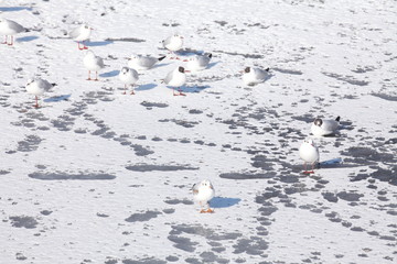 Möwen, Eisfläche auf einem zugefrorenen See