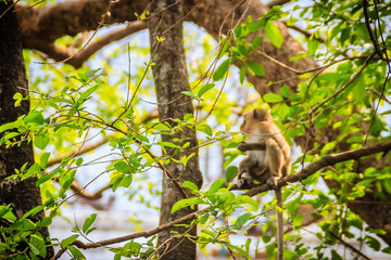 A small brown and furry wild monkey is sitting and eating food on the tree in the nature tropical forest.