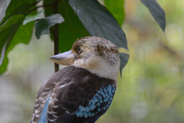 Blue-winged kookaburra