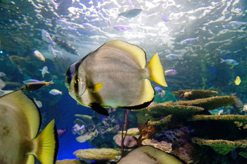 Naklejka na ściany i meble A Batfish (Platax pinnatus) inside Ripley's Aquarium of Canada, Toronto, Ontario