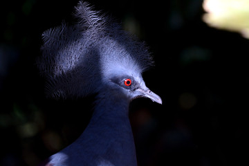 Crowned pigeon