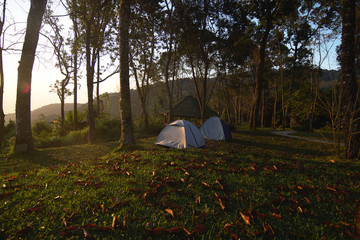 Camping in forest  with morning light 