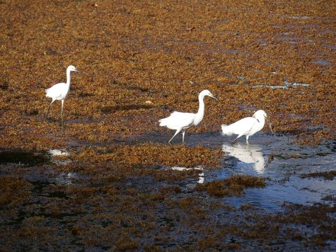 Aigrette neigeuse &agrave; la p&ecirc;che sur un tapis de sargasses