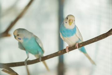 blue and white budgerigar parrot close up sits on tree branch in cage