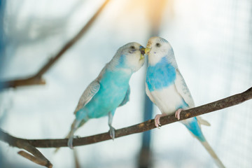Little Blue Macaw Photos Royalty Free Images Graphics