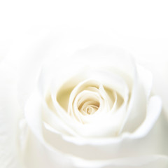 Beautiful of white rose