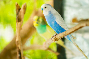 blue and white budgerigar parrot close up sits on tree branch in cage